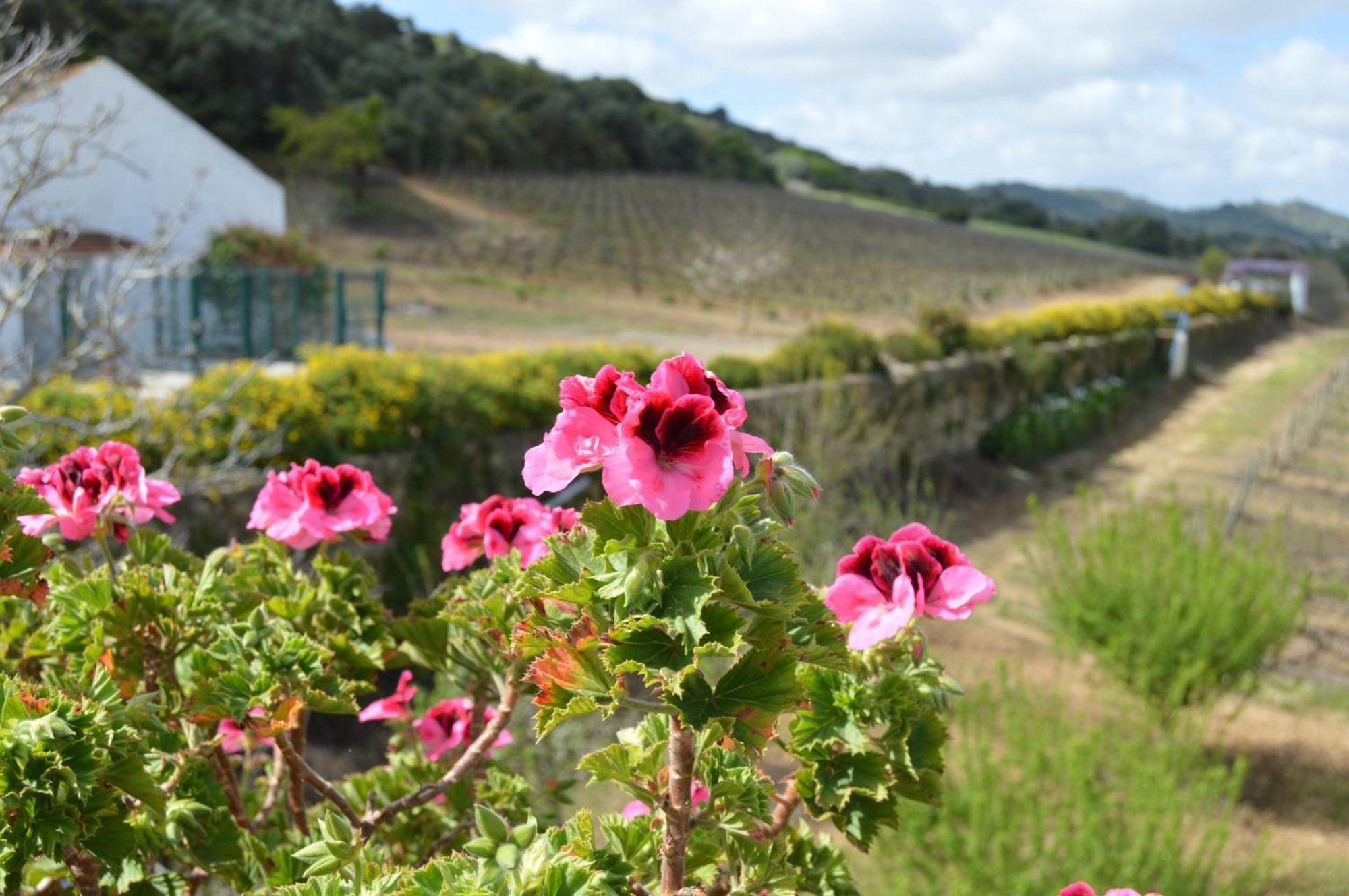 Maison d'hôtes Quinta Do Piloto à Palmela Extérieur photo